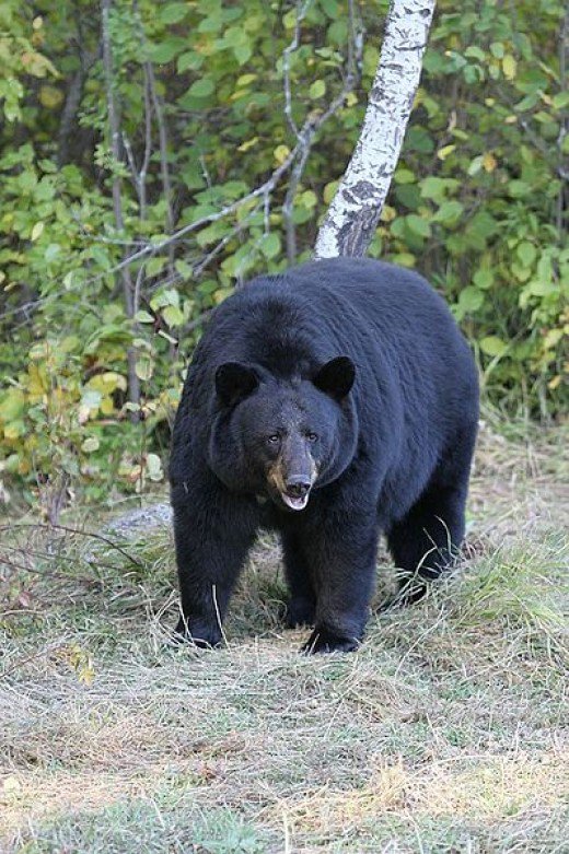Guillermo Valencia Chef & Restaurateur